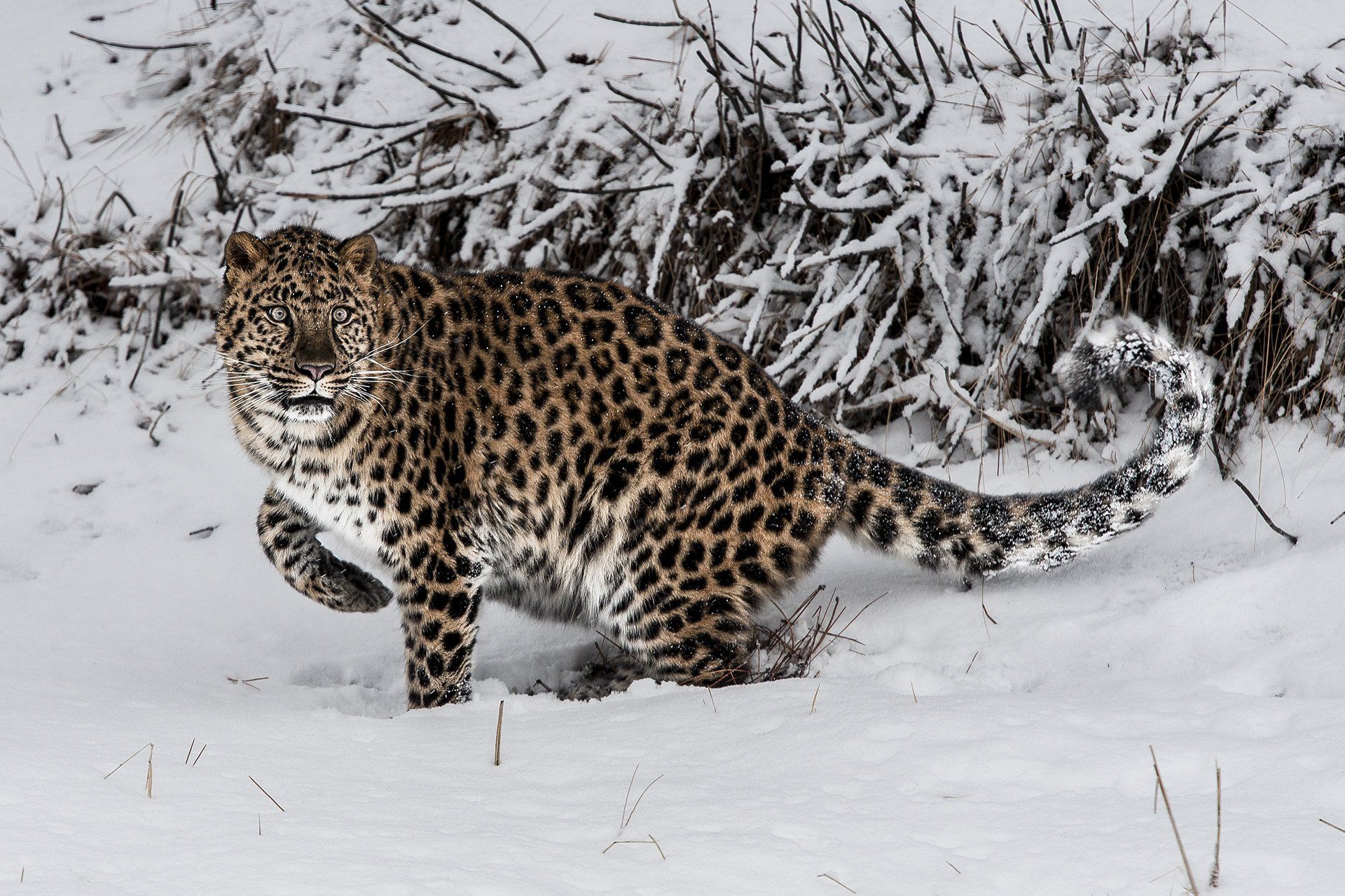 Siberian Amur Leopard