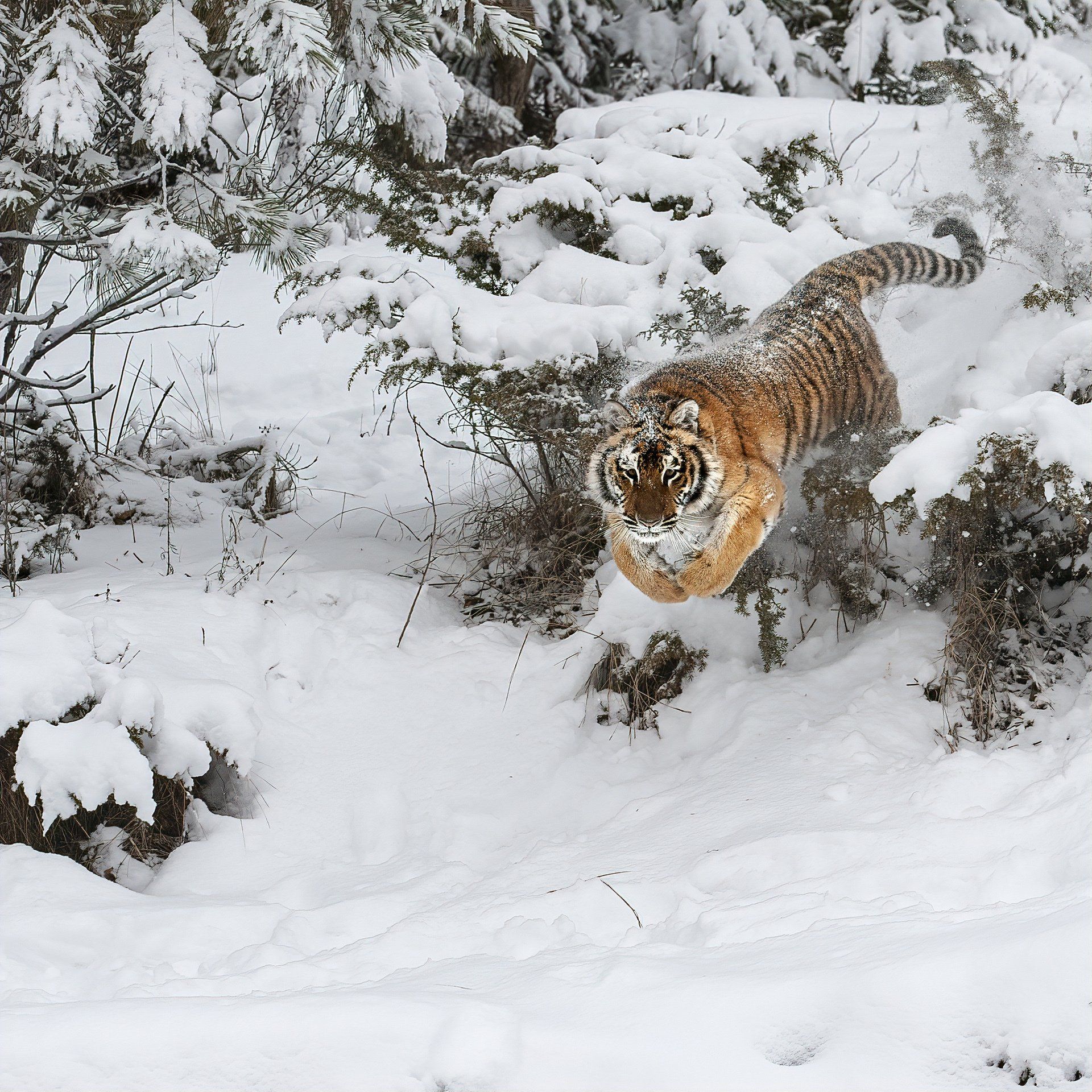 Siberian White Tiger Hunting