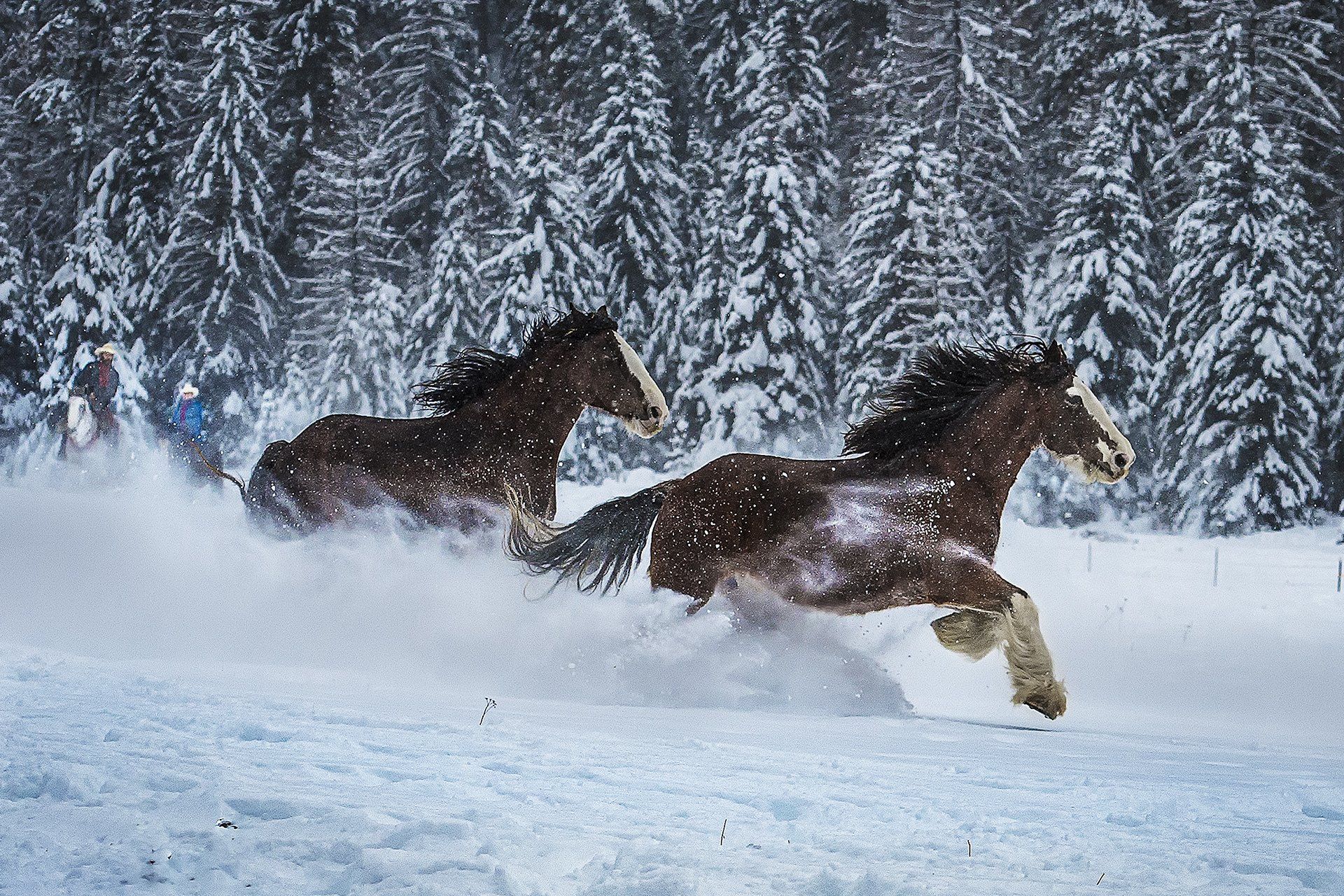 Horses Running in Snow