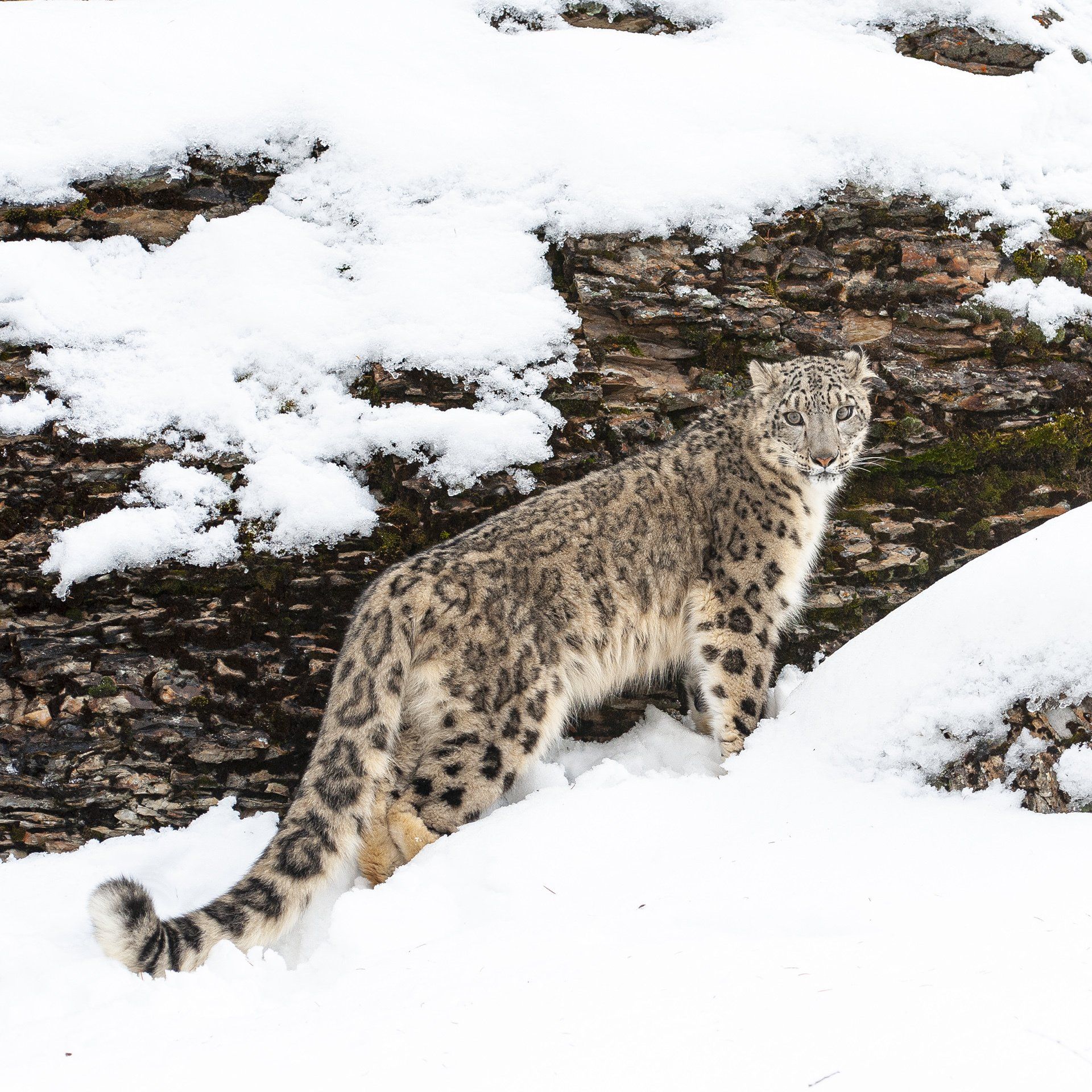 Snow Leopard Standing on a Slope