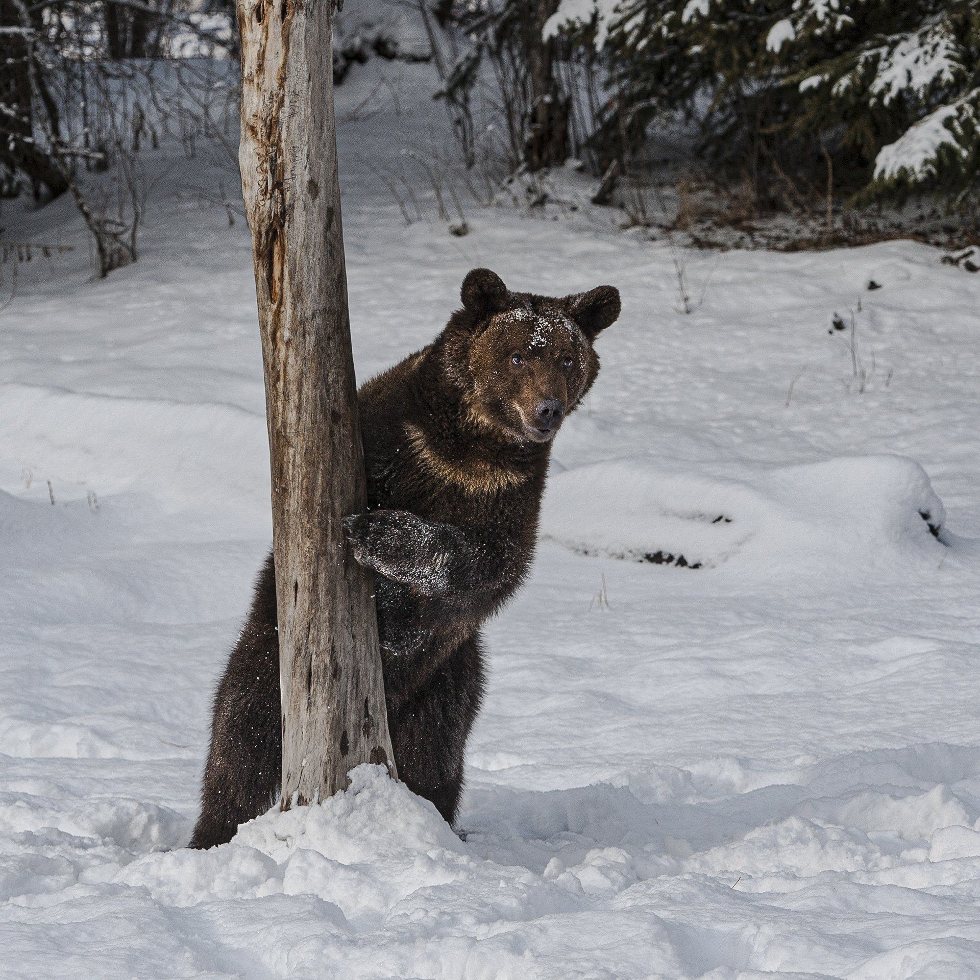 Young Grizzly Bear Standing Behind a Tree in Snow Covered Forest