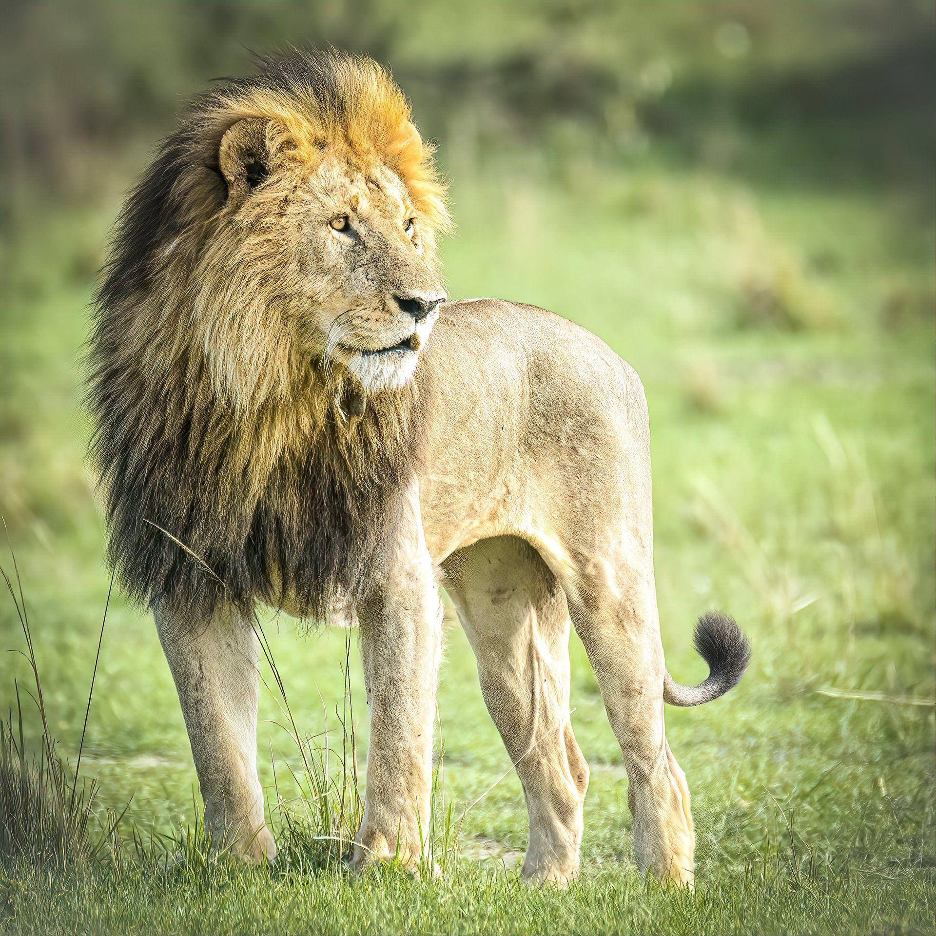 Proud Lion Watching Closely