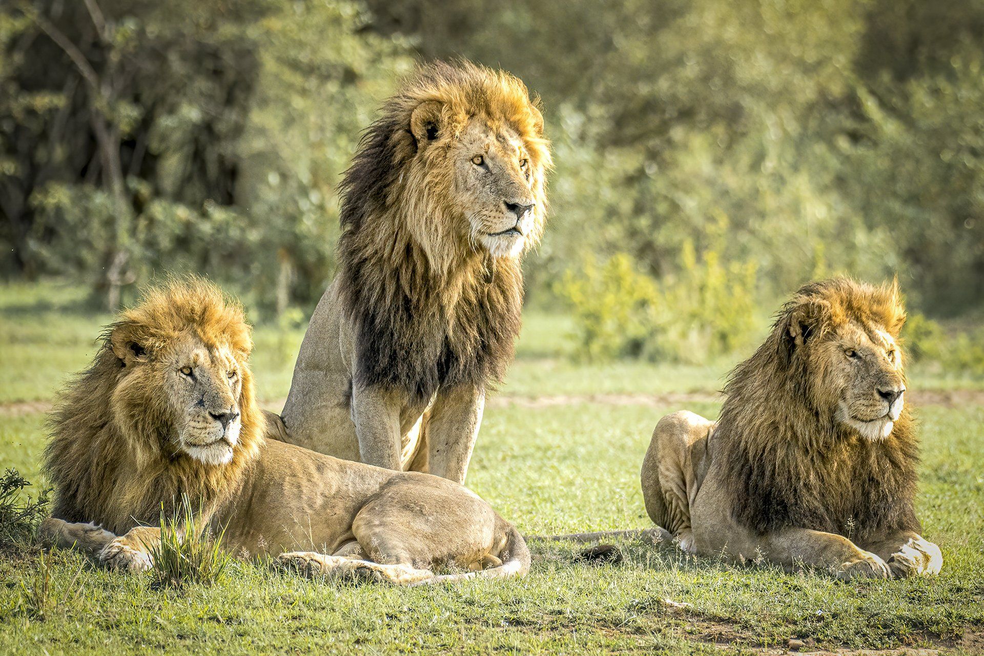 3 Lions keeping watch resting