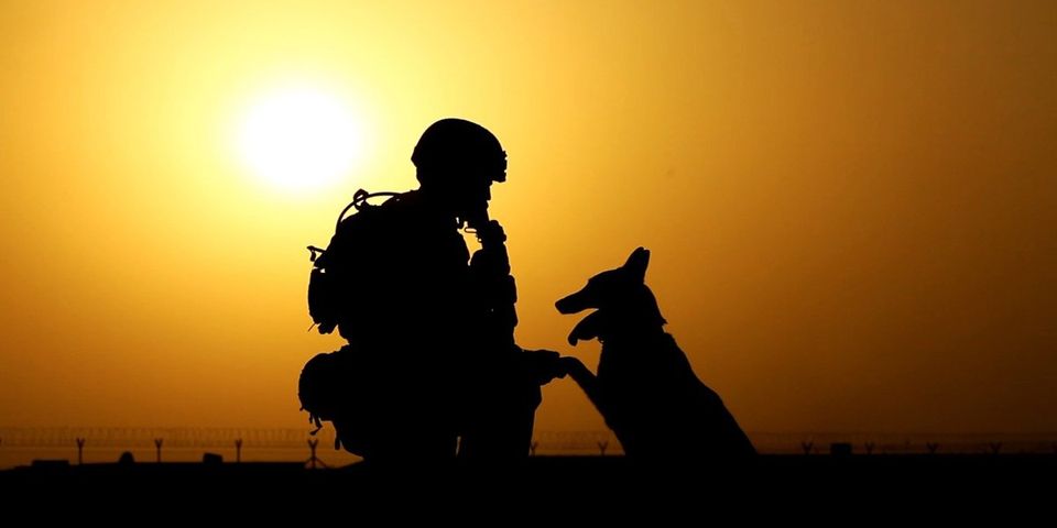 pet dog with army warrior