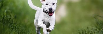 white dog running through grass