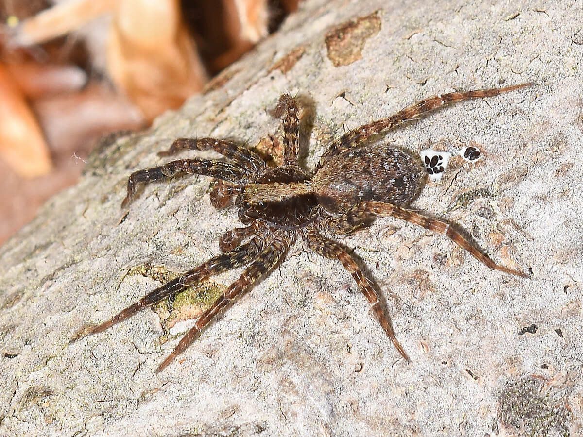 Brown spider with long legs on a textured, light-colored surface.