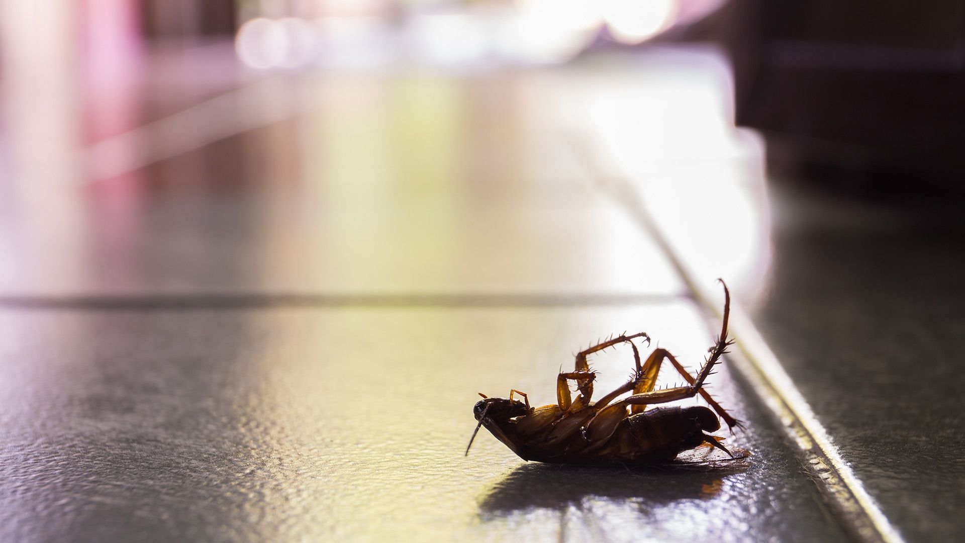 Dead cockroach lying on its back on a tiled floor.