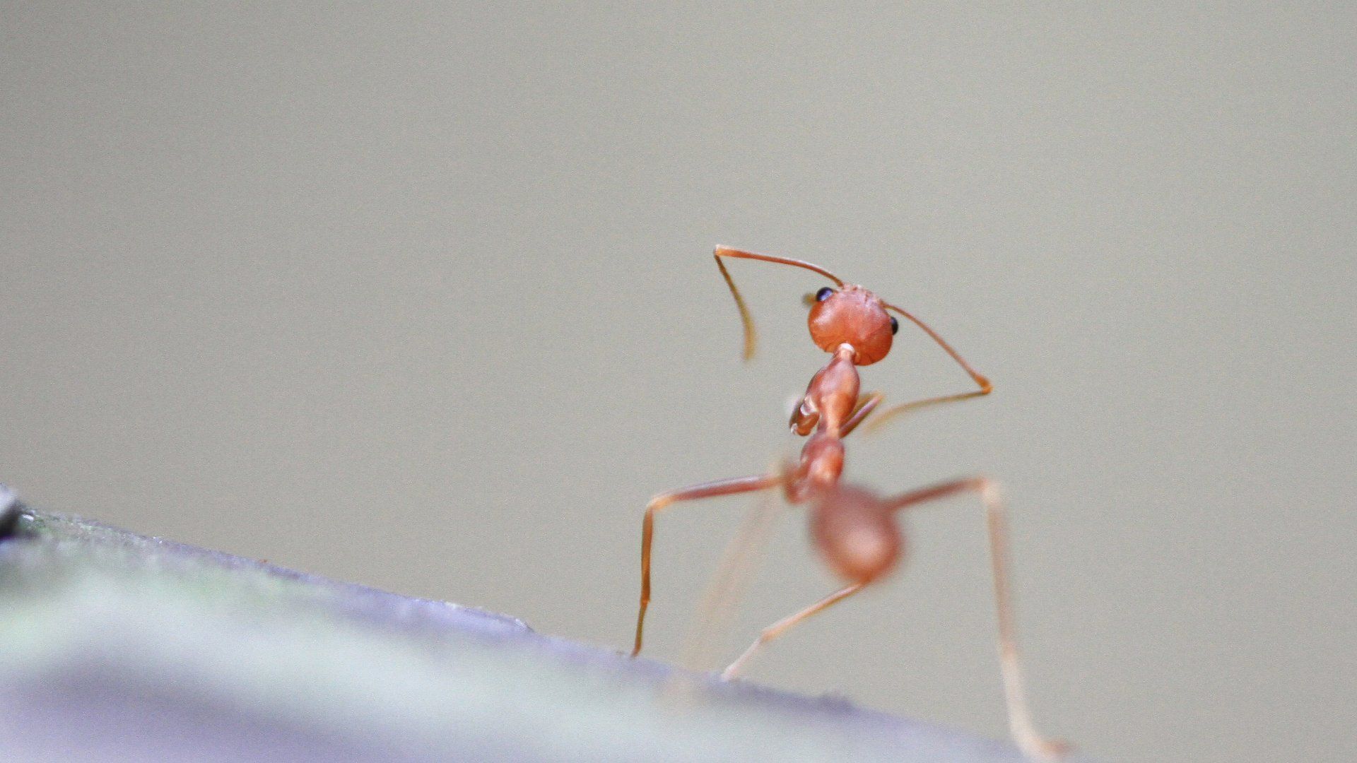 Red ant with raised antennae, stands on a dark surface, blurred background.