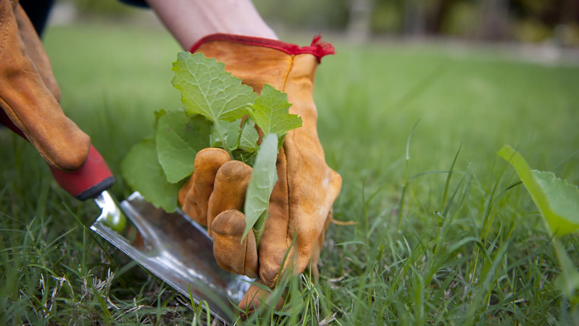 Person in orange gloves weeding with a trowel in a grassy yard.