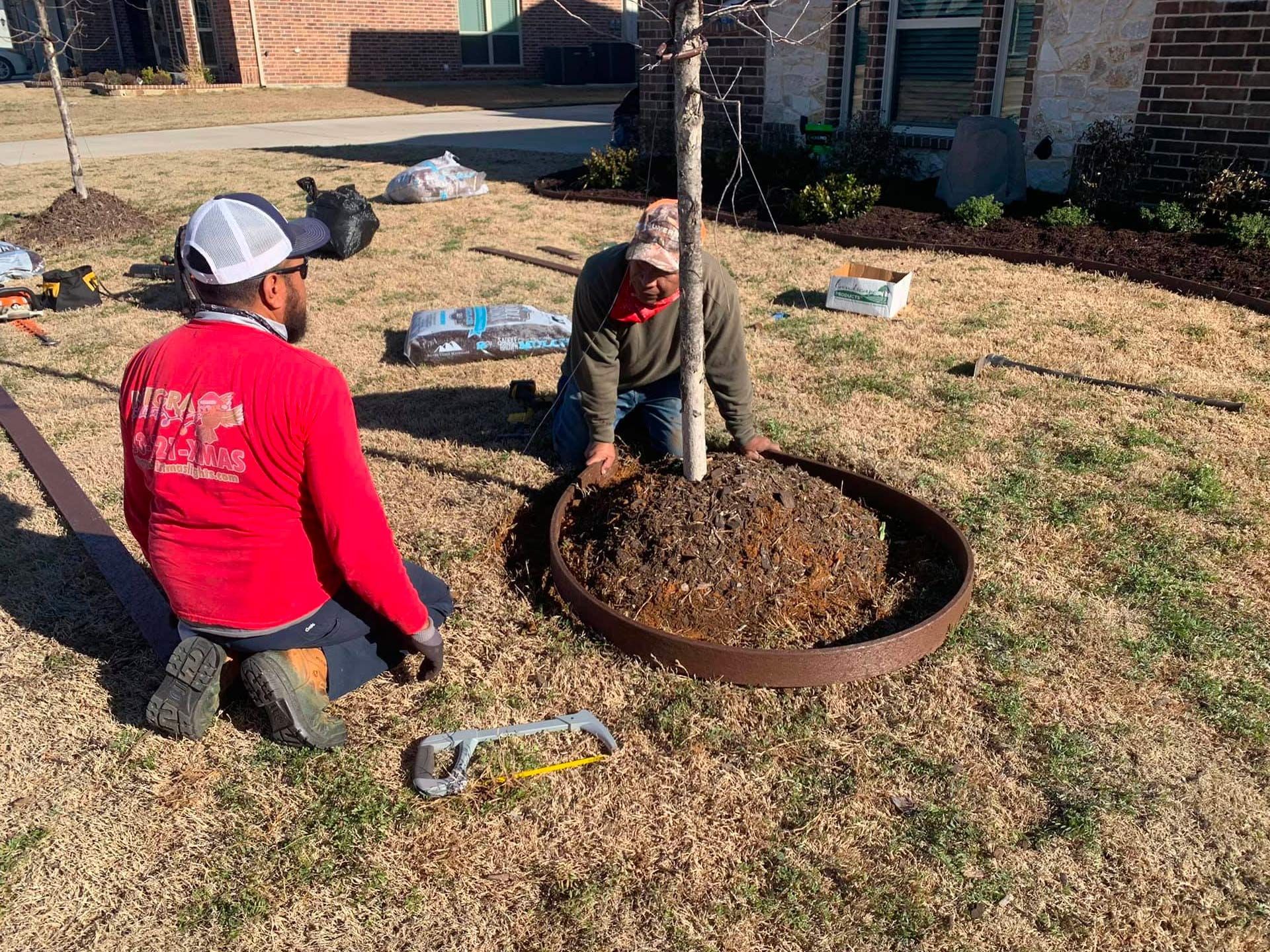 Two people planting a tree in a residential yard. One kneels, the other bends, adding mulch. Brown grass, steel ring.