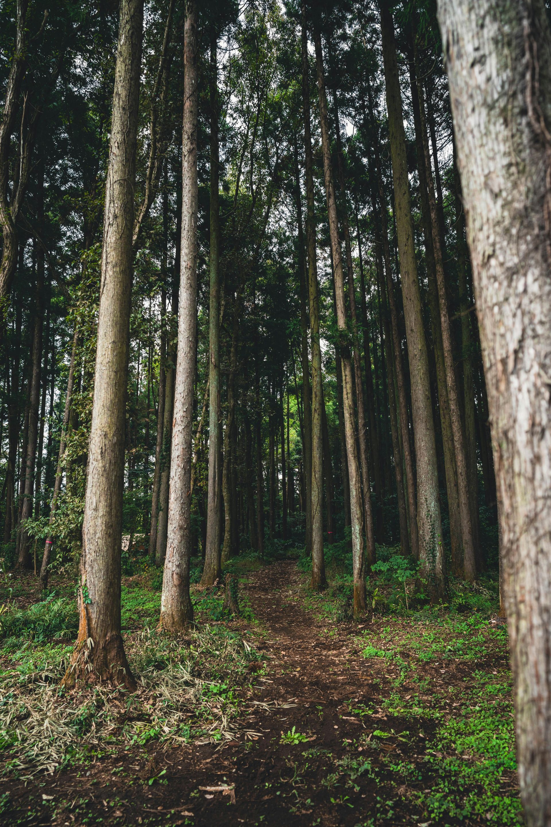 A path in the middle of a forest surrounded by trees.