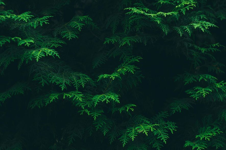 A close up of a tree with green leaves in the dark.