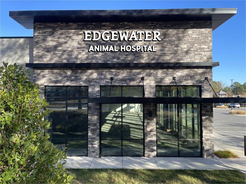 Cat yawning wide, showing teeth, black and white photo.
