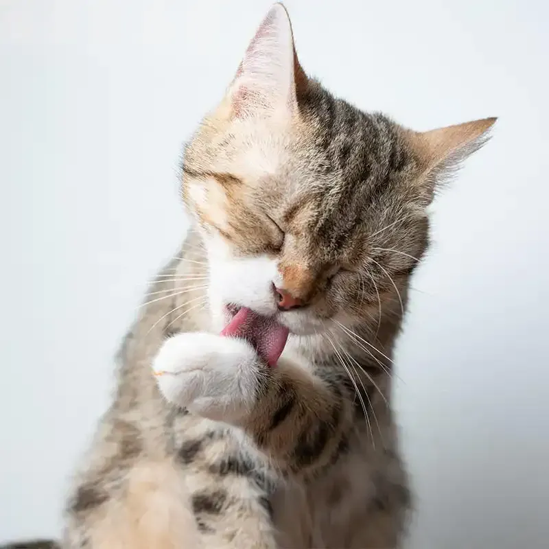 A cat grooming