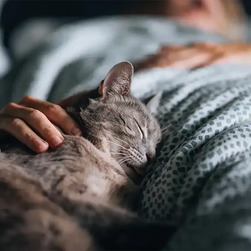 A sleeping cat being comfortable