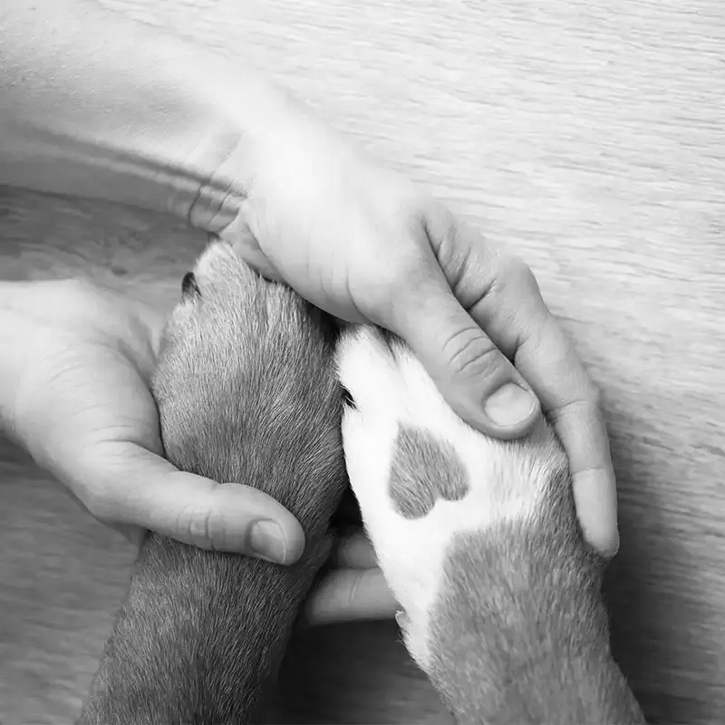 A dog's paws