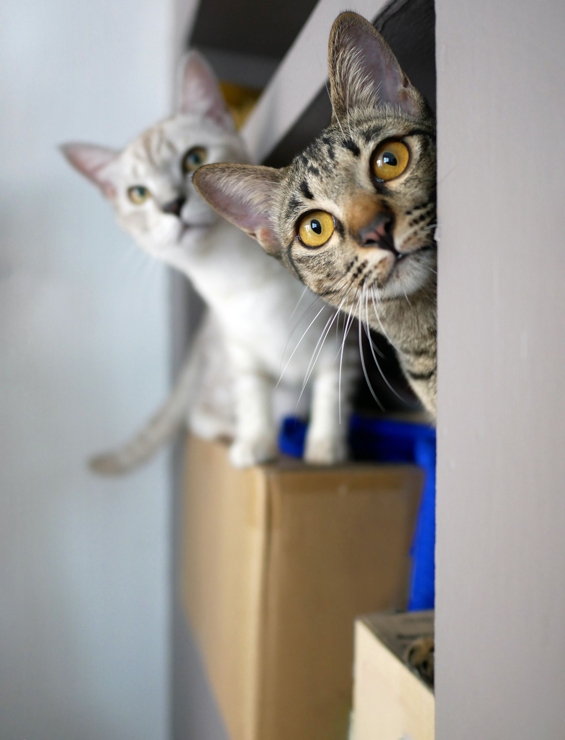 We cannot wait for you to meet the full team in person when we open.