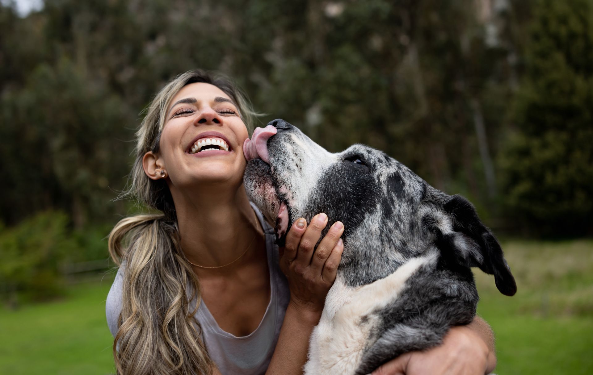 Great dane licking woman's face