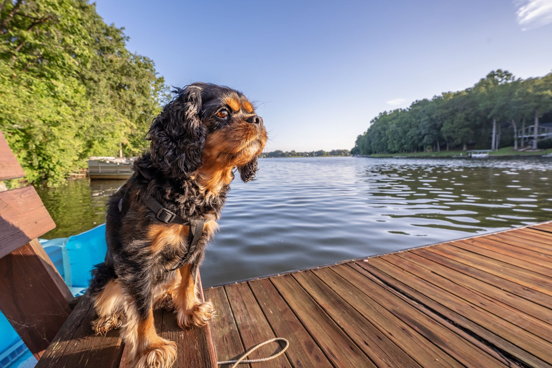 Dog waits for owner at a lake in South Carolina.
