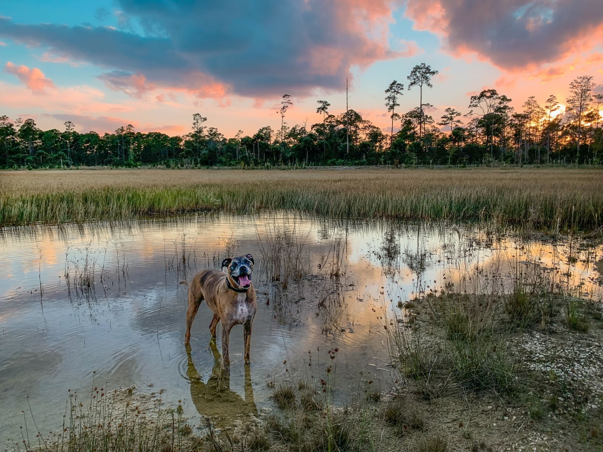 Boxer dog stands in shallow swamp water at sunset.
