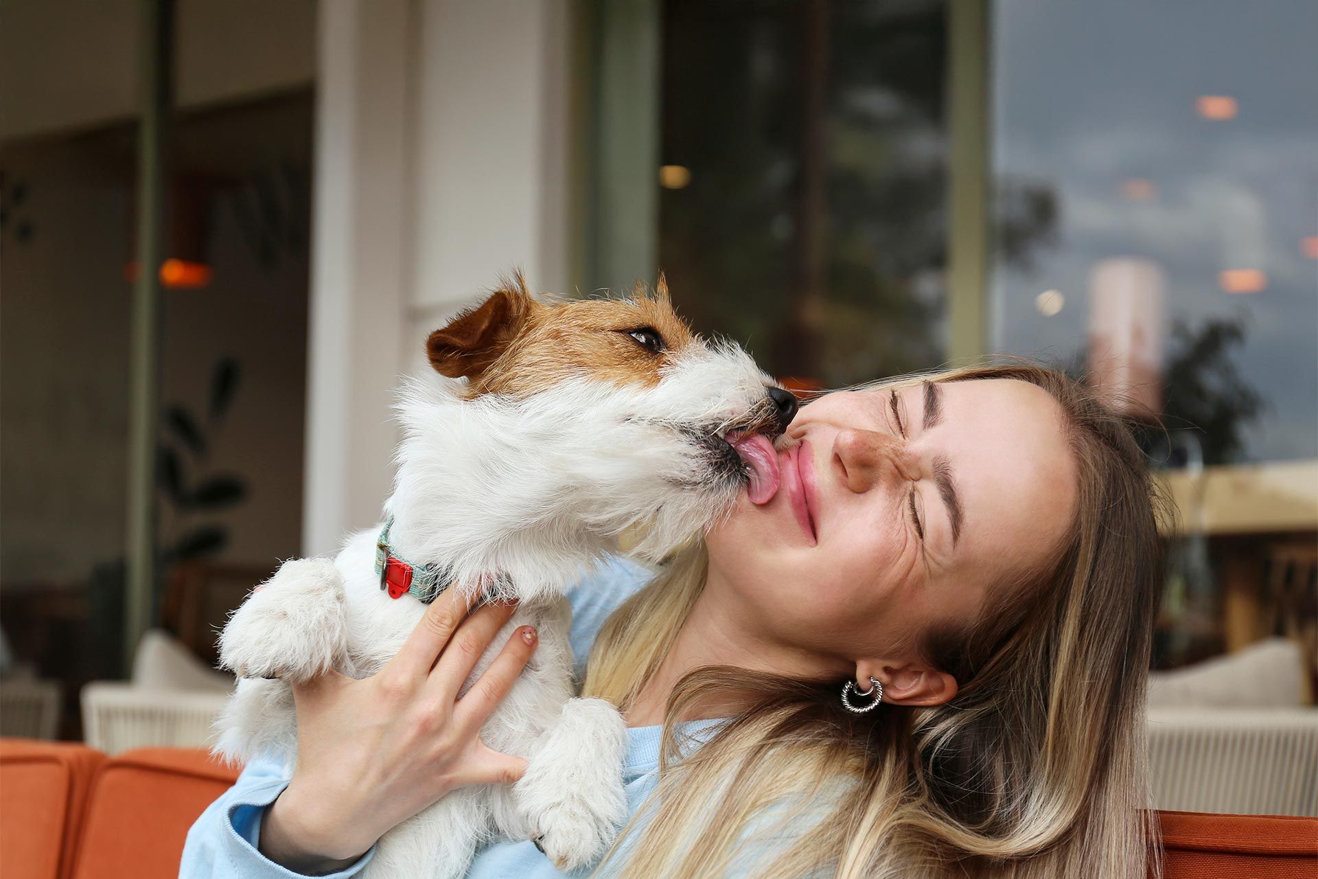 A puppy licking their human