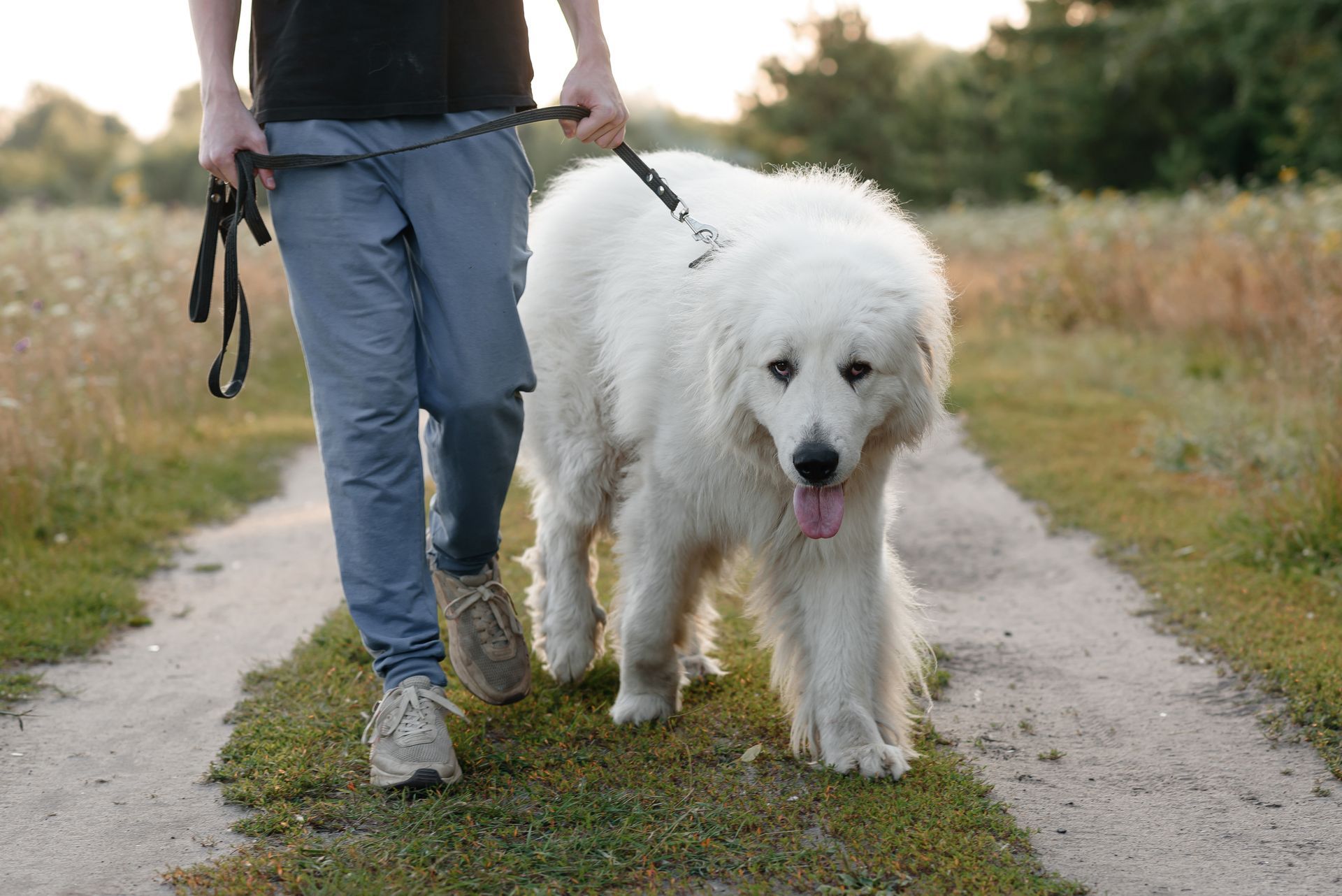 A dog and kitten cuddling