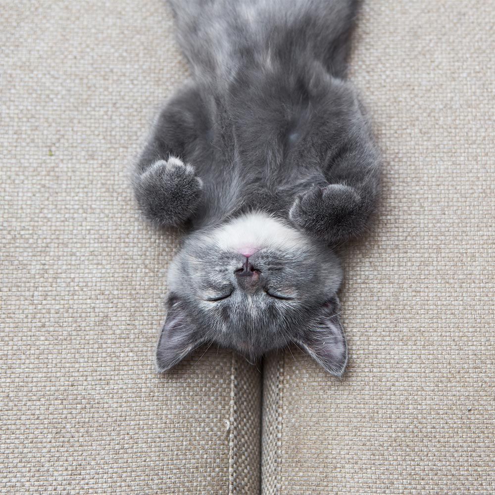 A grey kitten laying on a couch