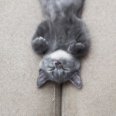 A grey kitten laying on a couch