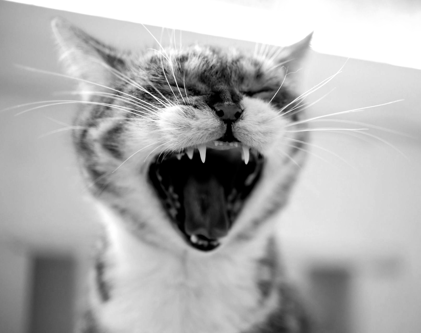 Cat yawning wide, showing teeth, black and white photo.