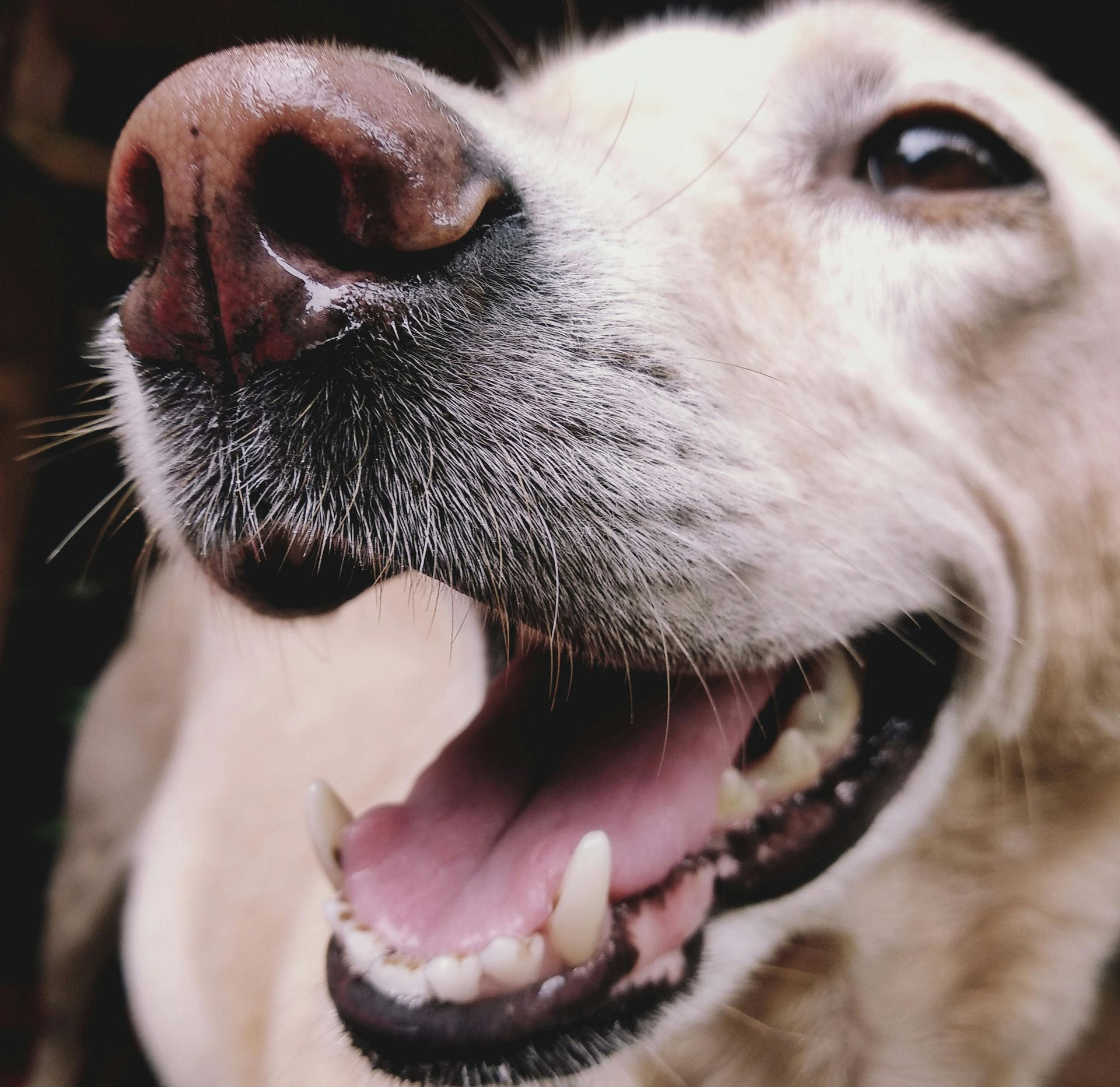 Close-up of a dog's face, showing its open mouth, nose, and teeth.