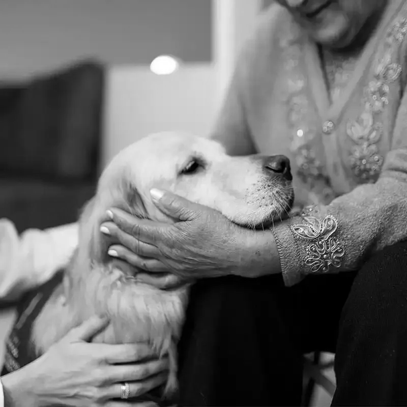 A dog being comforted