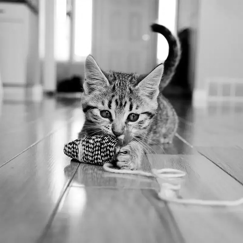 A kitten with a toy
