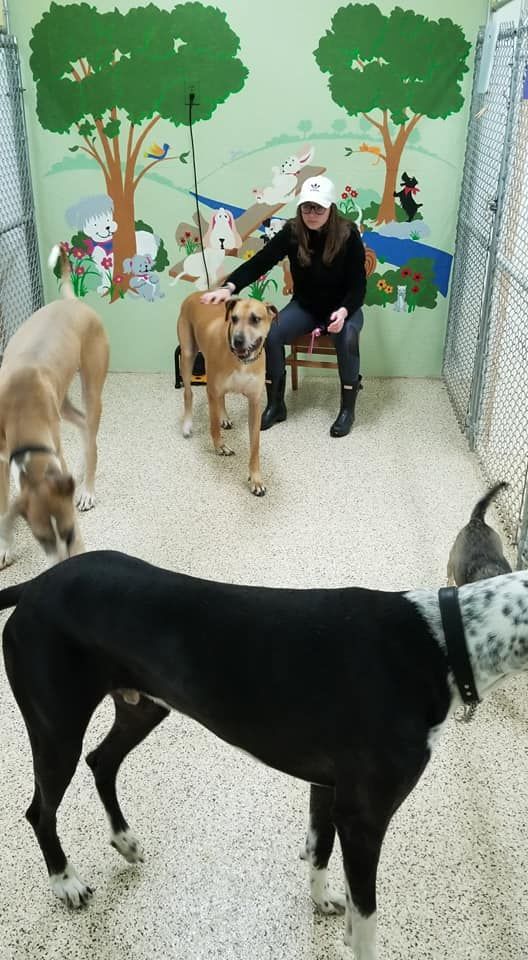 A woman is sitting in a chair surrounded by dogs