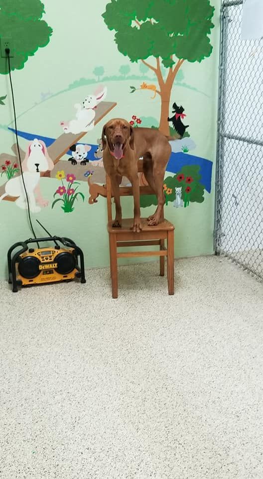 A dog is sitting on a chair in a room