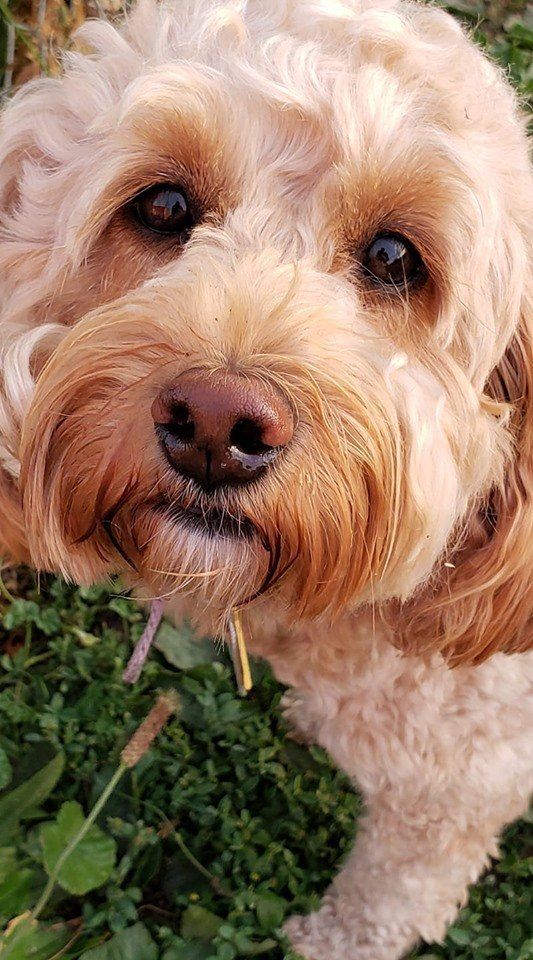 A small brown and white dog is standing in the grass and looking at the camera.