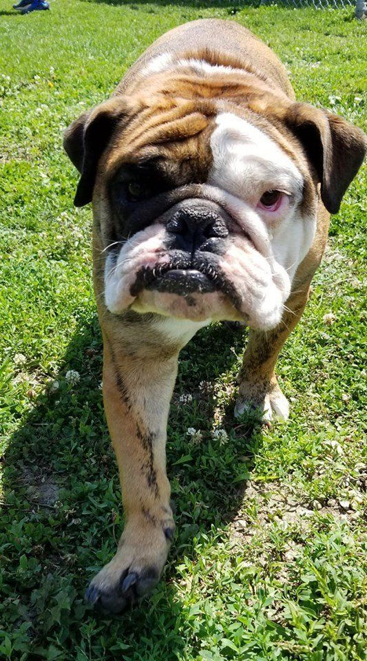 A brown and white bulldog is standing in the grass looking at the camera.