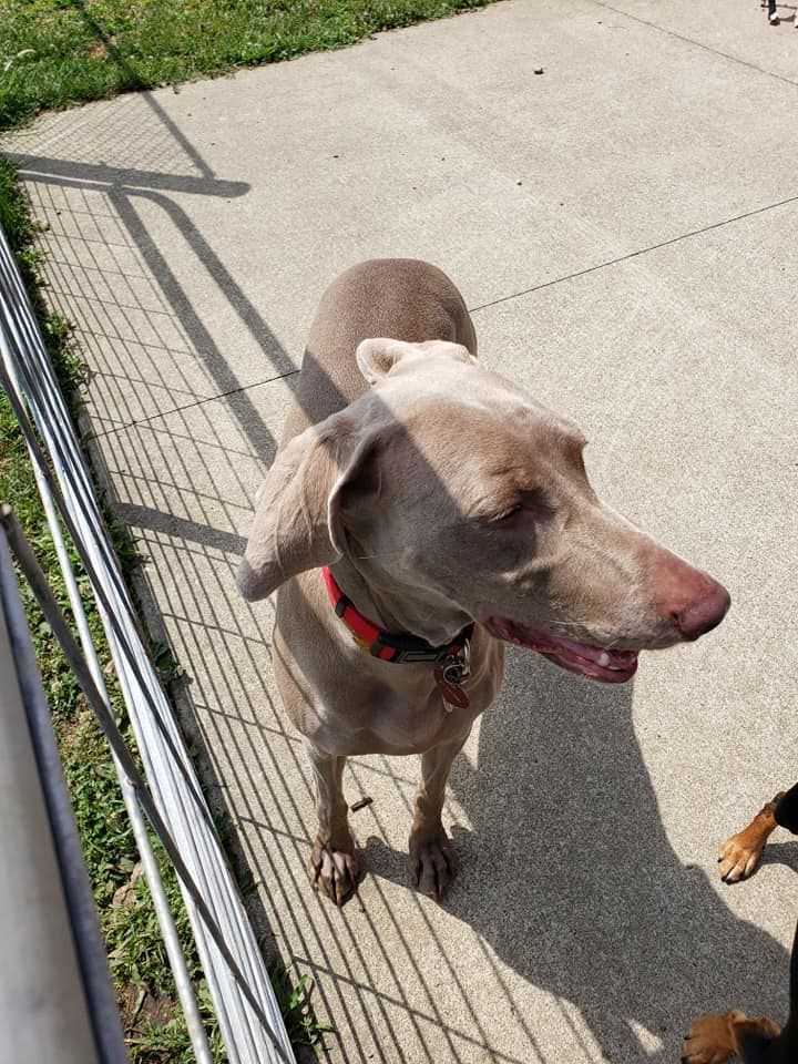 A dog with a red collar is standing on a sidewalk next to a fence.