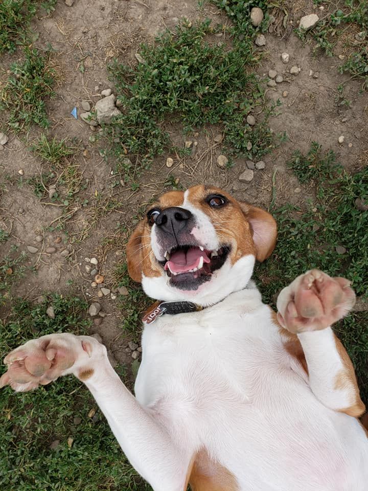 A brown and white dog is laying on its back in the grass.