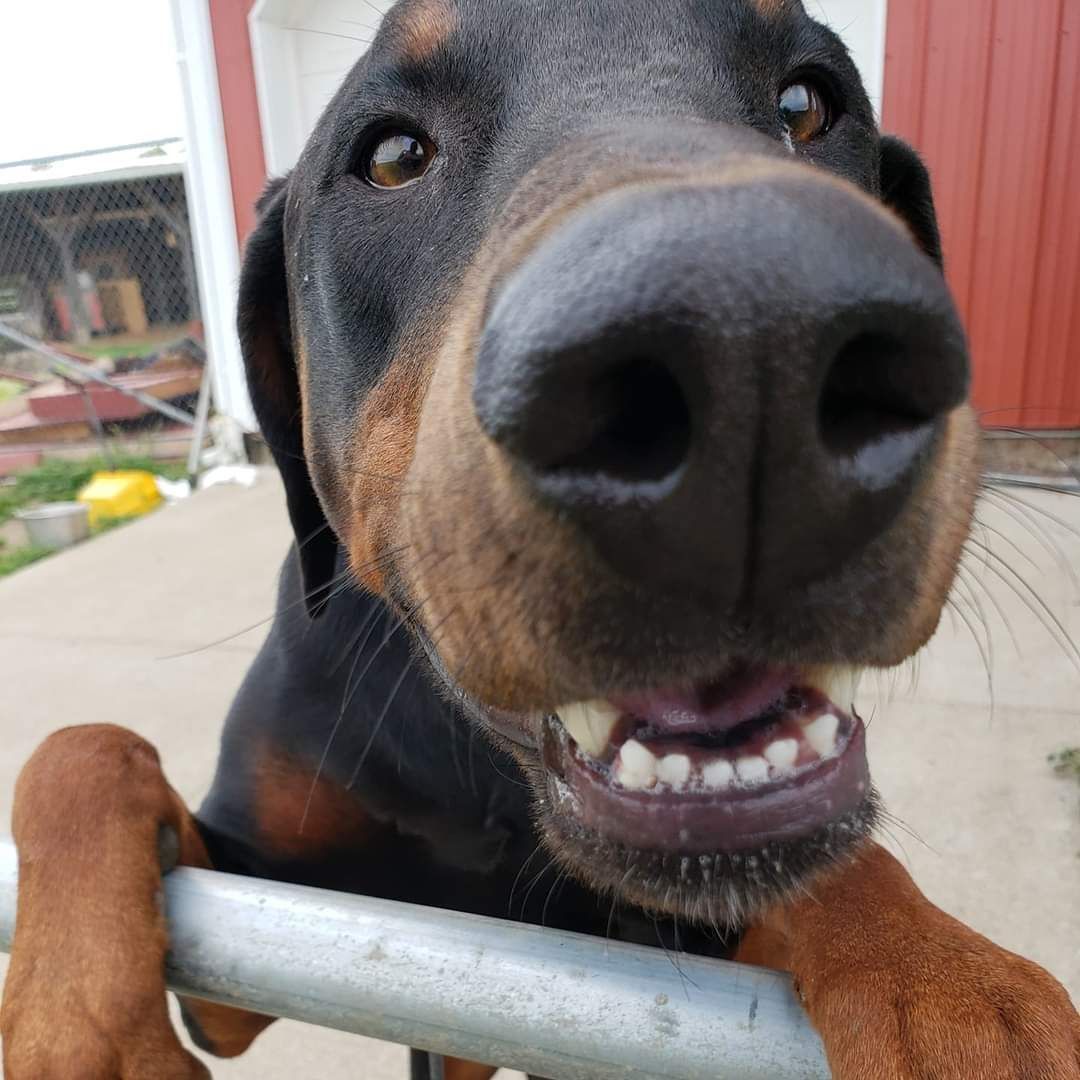 A close up of a dog 's face with its mouth open