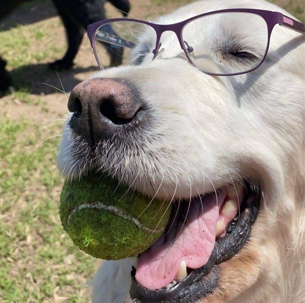 A dog wearing glasses has a tennis ball in its mouth
