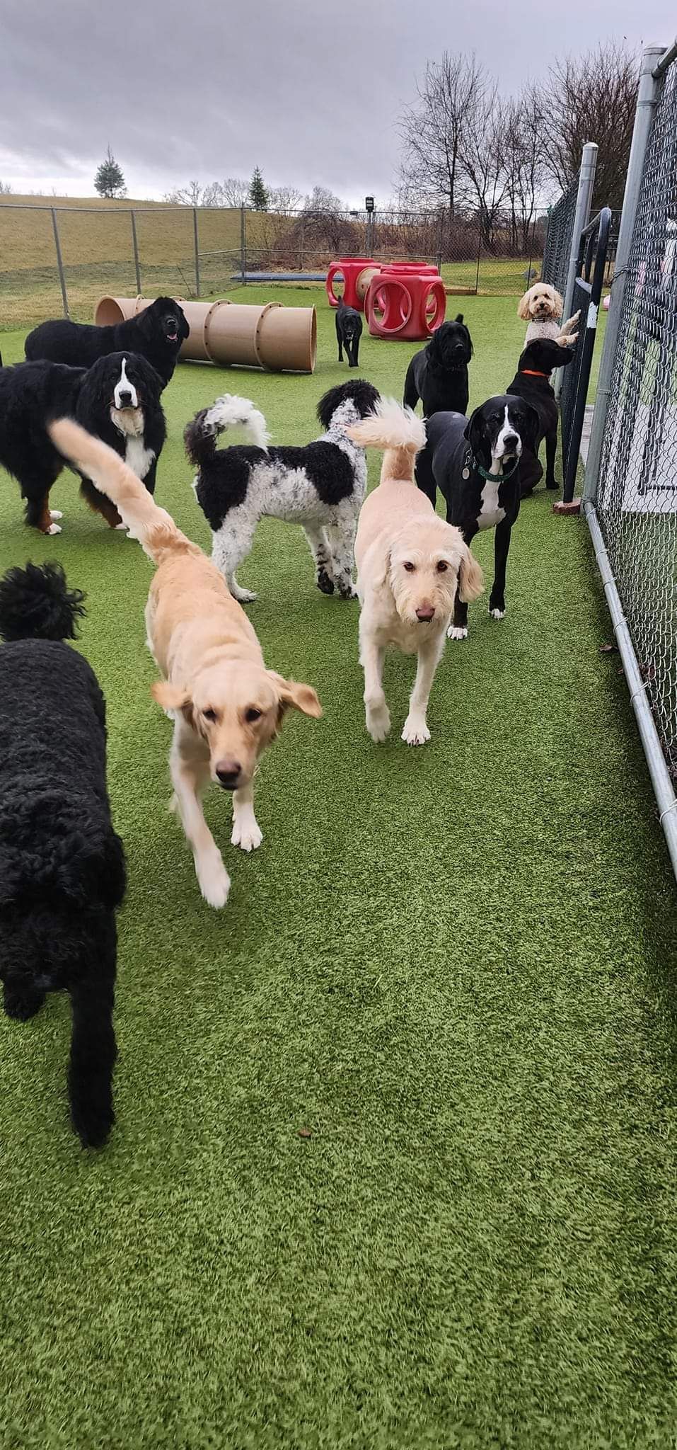A group of dogs are walking on a lush green field.