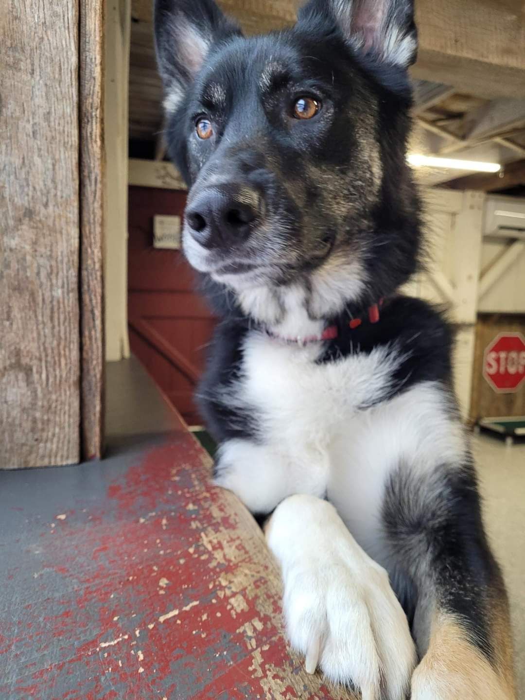A black and white dog is laying on a table in front of a stop sign.
