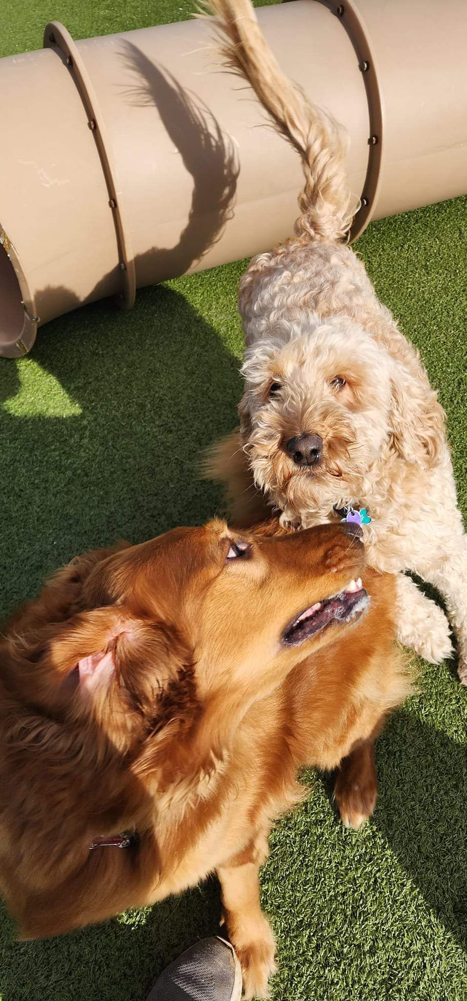 Two dogs are standing next to each other on a lush green field.