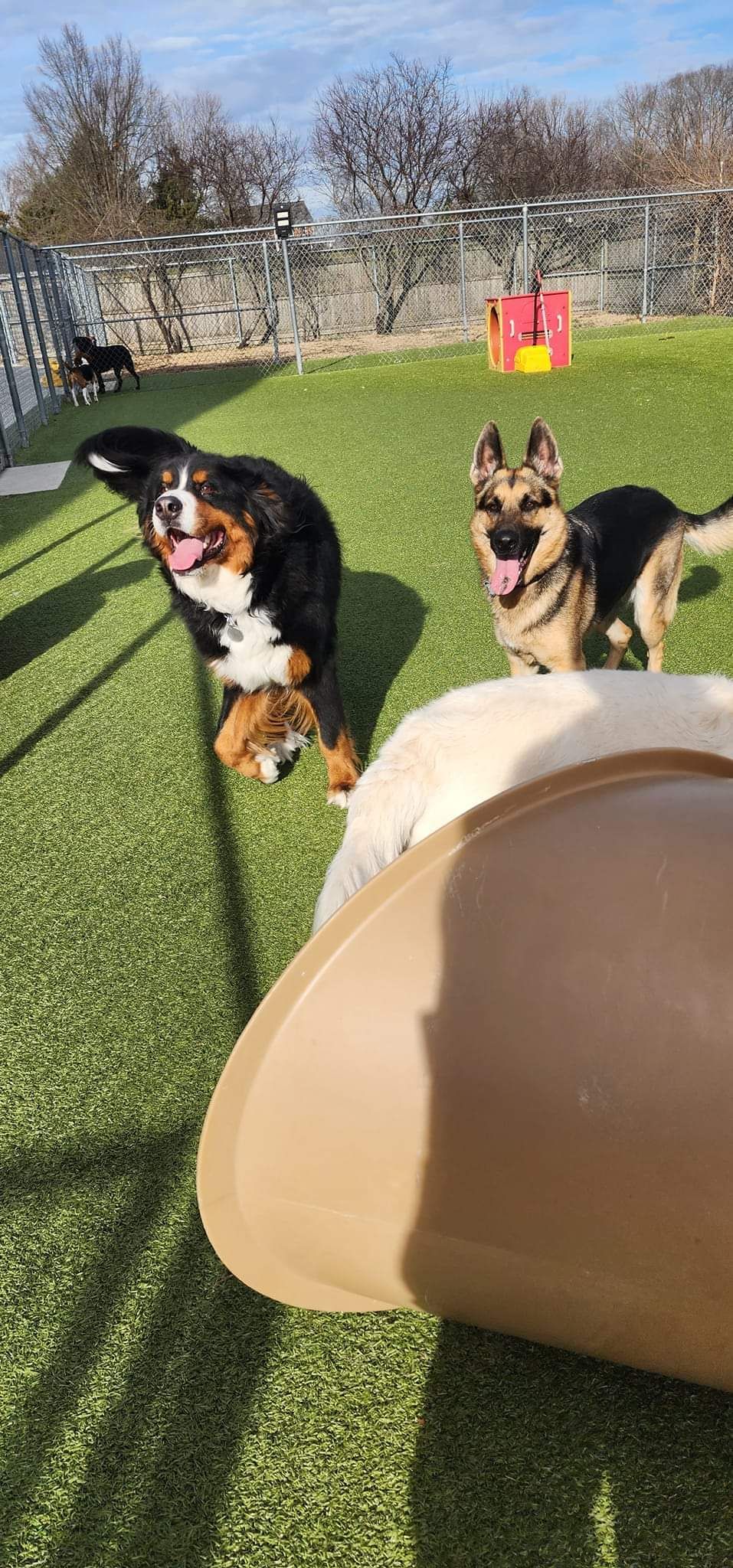 A group of dogs are standing on top of a lush green field.