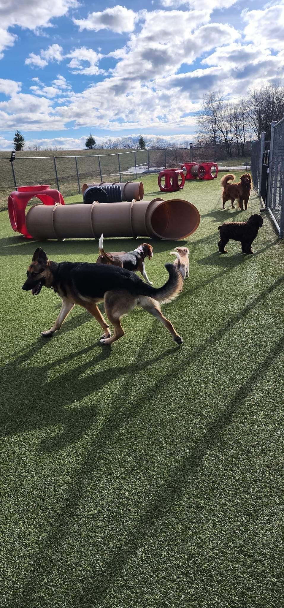 A group of dogs are playing in a dog park.