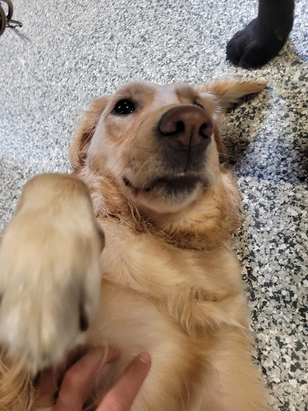 A dog is laying on its back and being petted by a person.