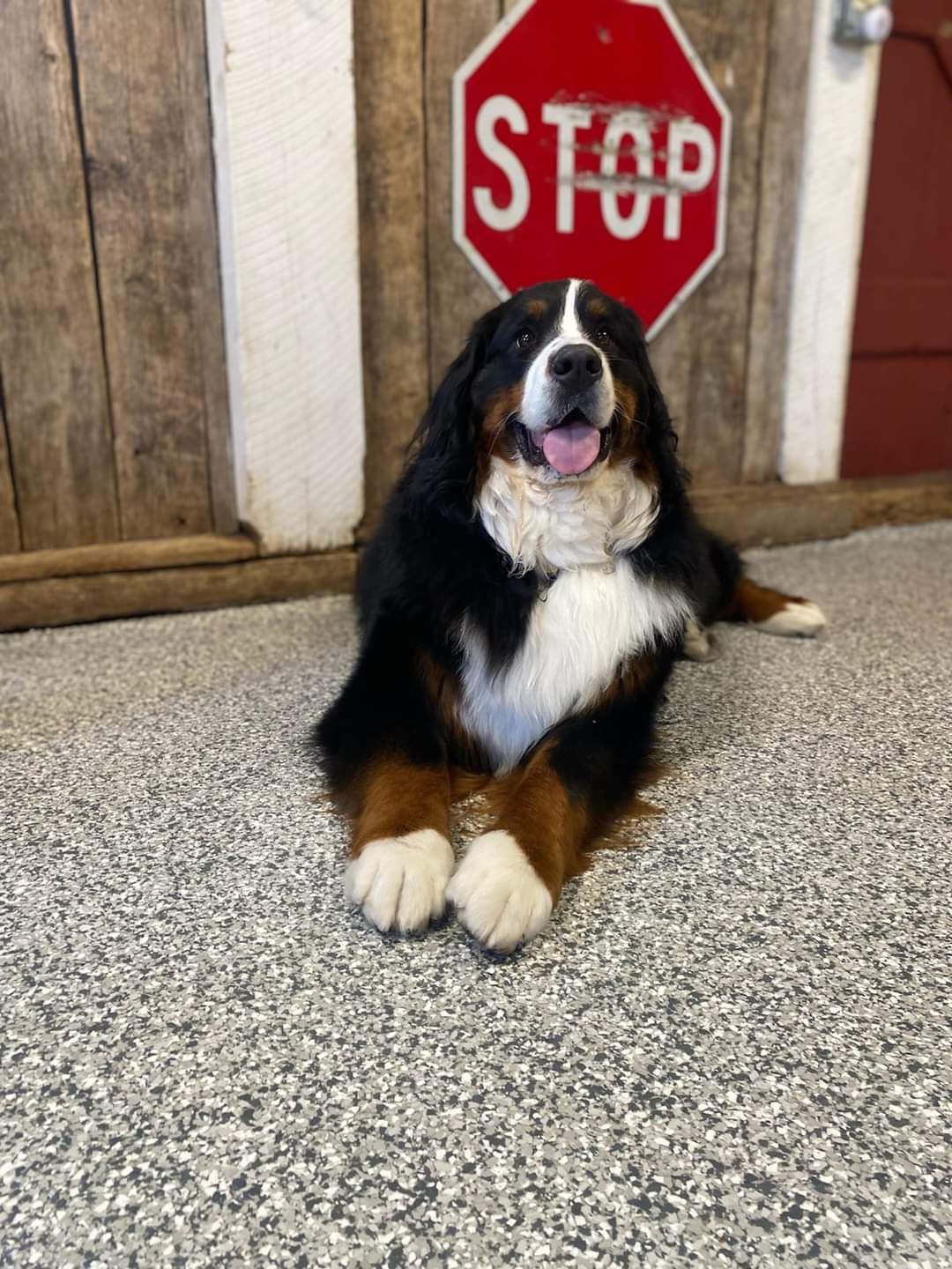 A dog is laying on the floor in front of a stop sign