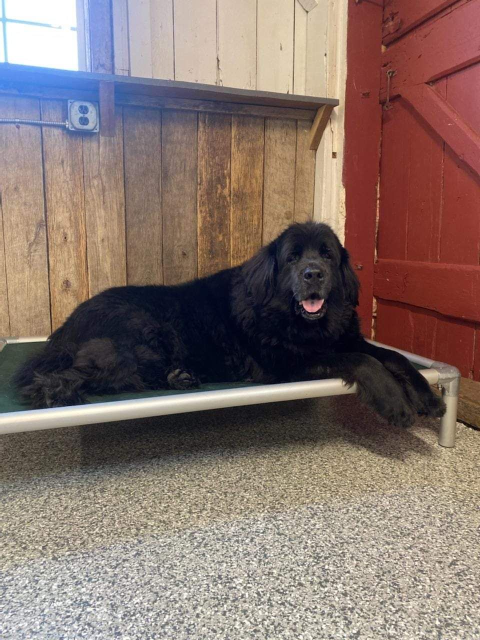 A black dog is laying on a dog bed in a room.
