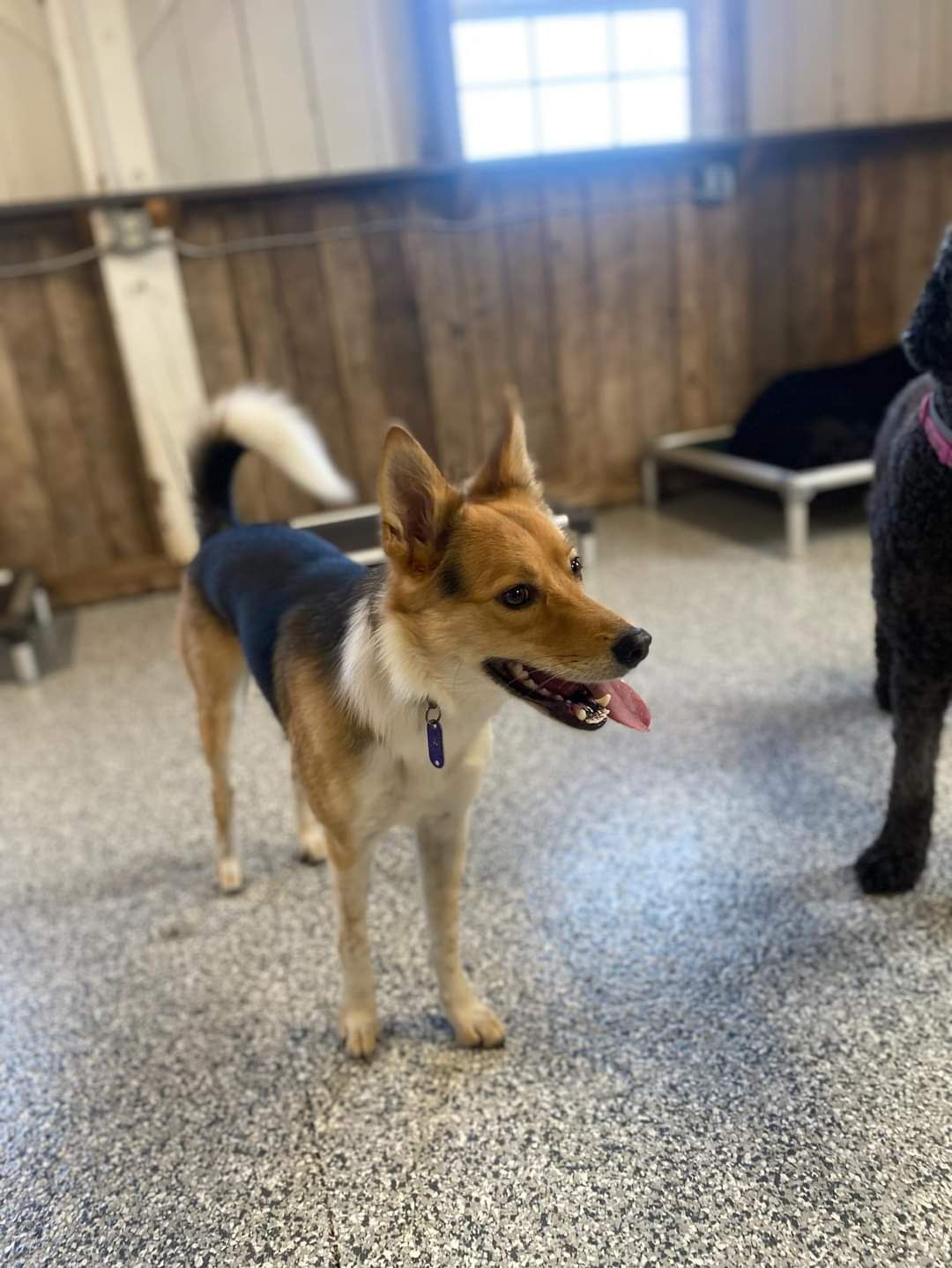 A brown and white dog is standing in a room with other dogs.