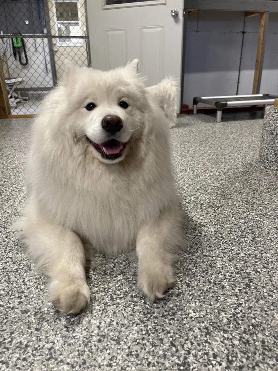 A white dog is laying on the floor and smiling.